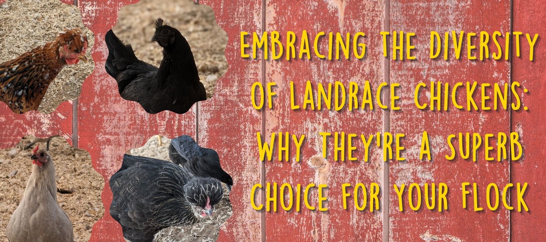 Embracing the Diversity of Landrace Chickens: Why They're a Superb Choice for Your Flock