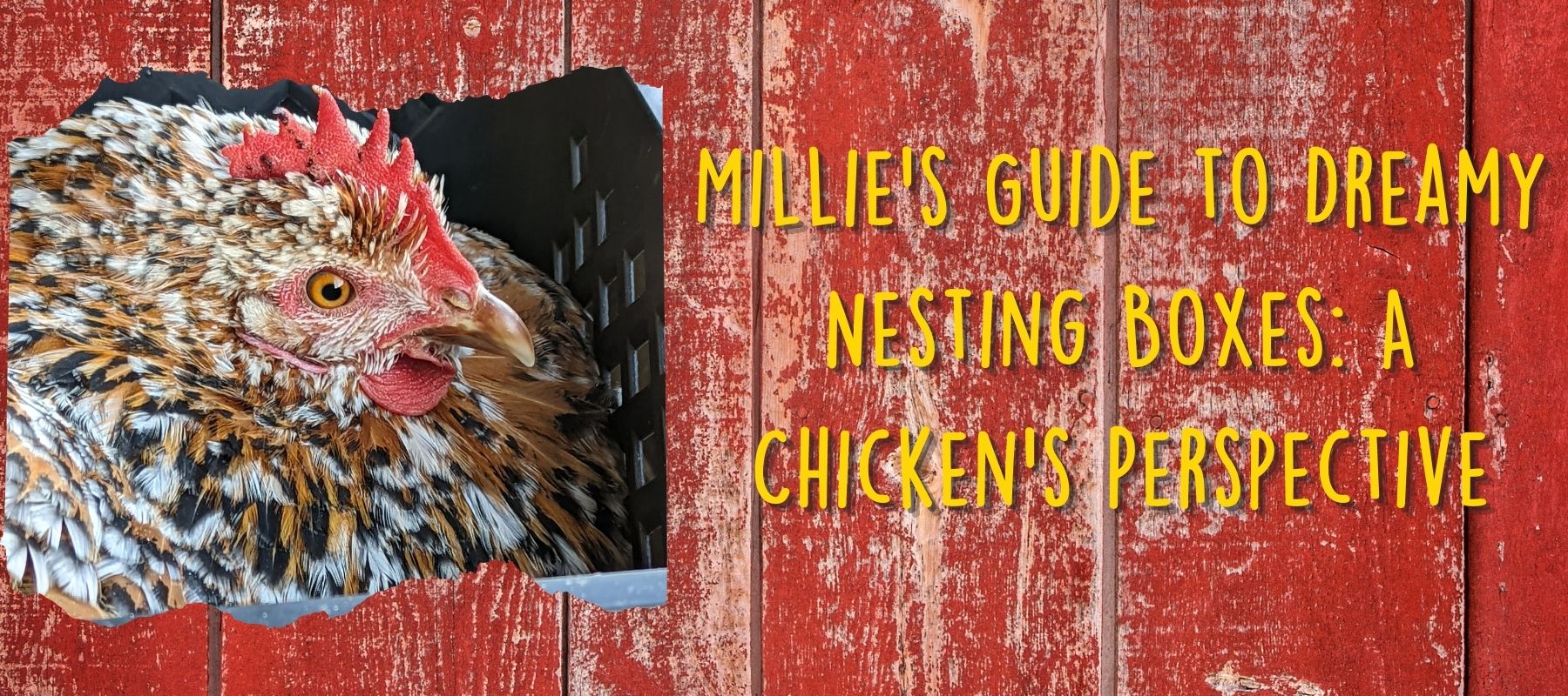Millie's Guide to Dreamy Nesting Boxes: A Chicken's Perspective