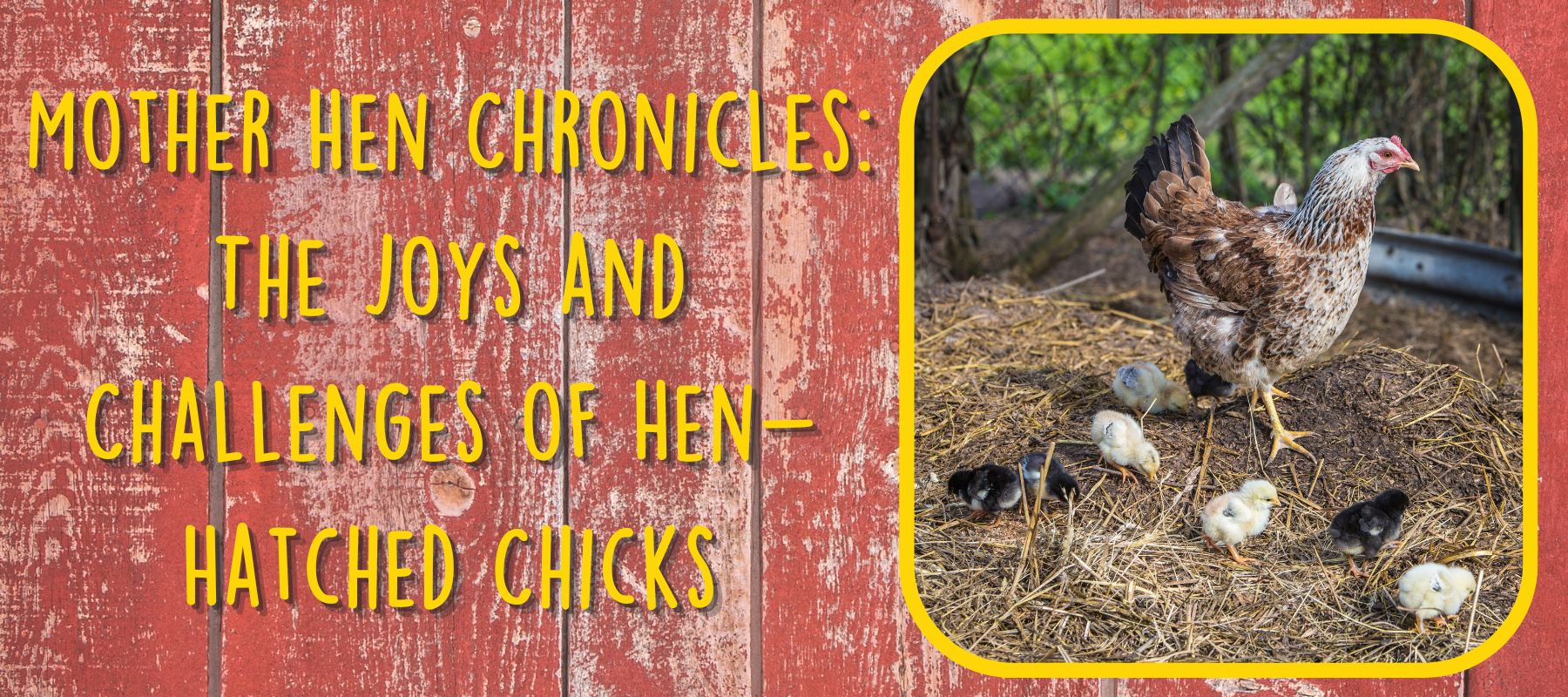 Mother Hen Chronicles: The Joys and Challenges of Hen-Hatched Chicks