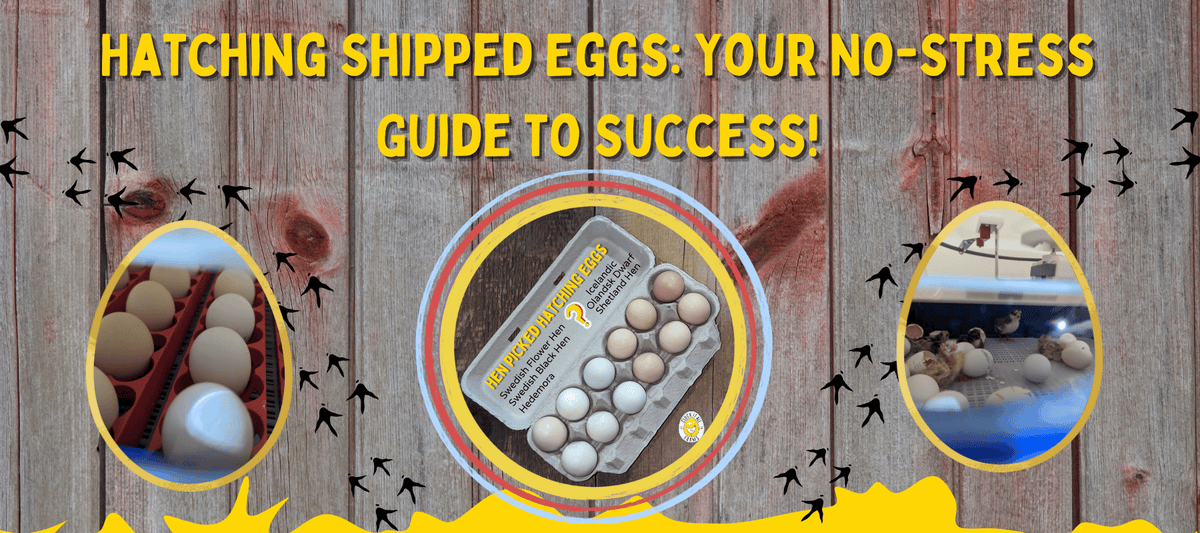 Hatching Shipped Eggs: Your No-Stress Guide to Success! - Cluck It All Farms