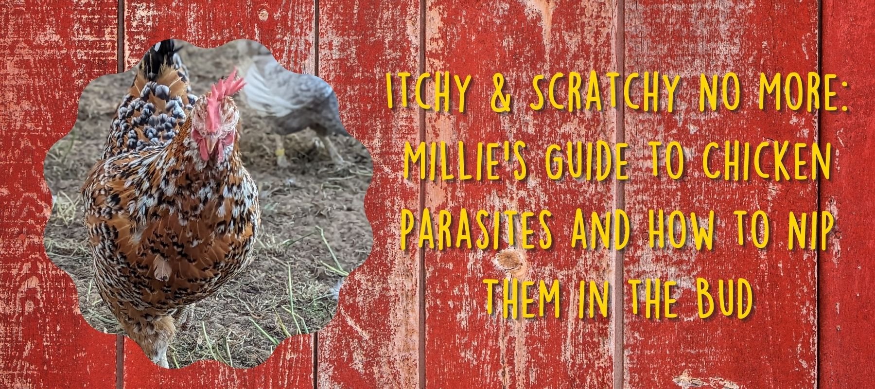 Itchy & Scratchy No More: Millie's Guide to Chicken Parasites and How to Nip Them in the Bud - Cluck It All Farms