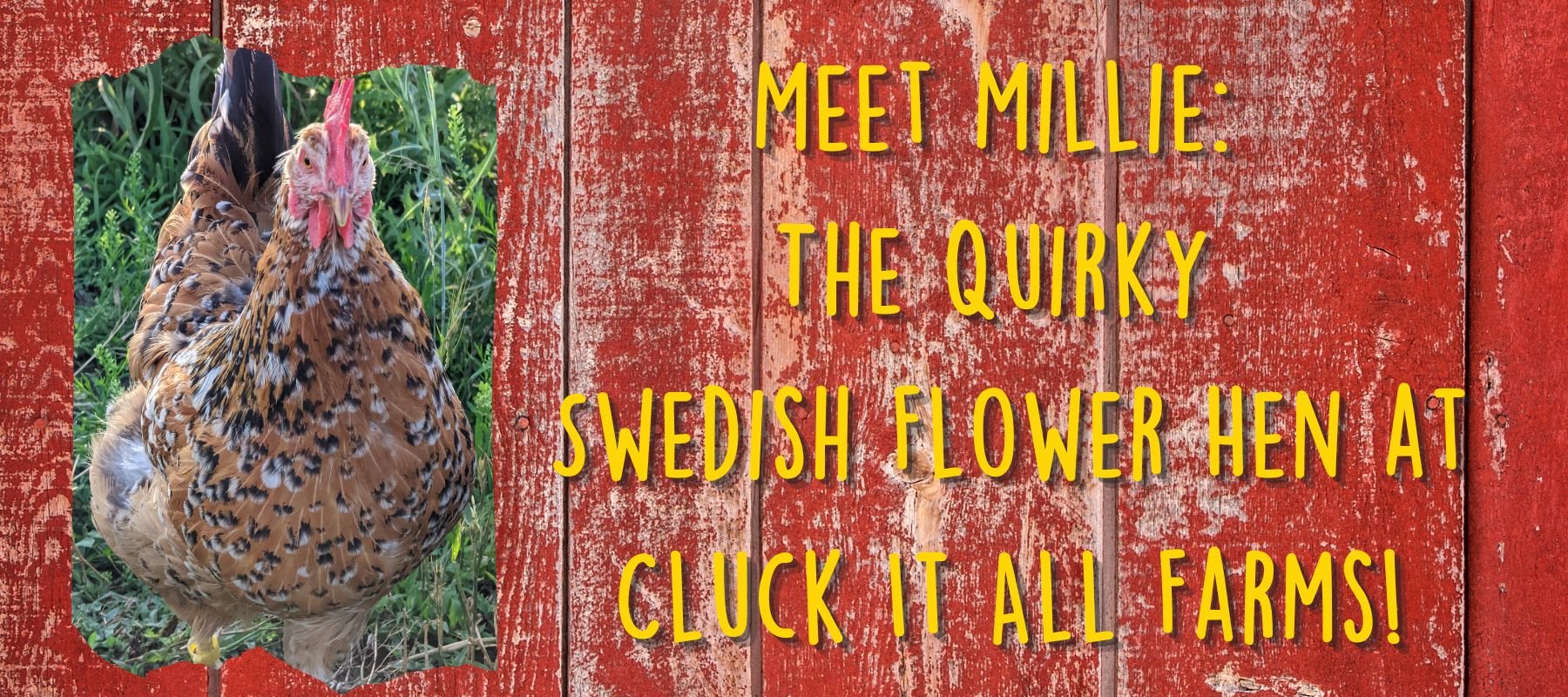 Meet Millie: The Quirky Swedish Flower Hen at Cluck It All Farms! - Cluck It All Farms