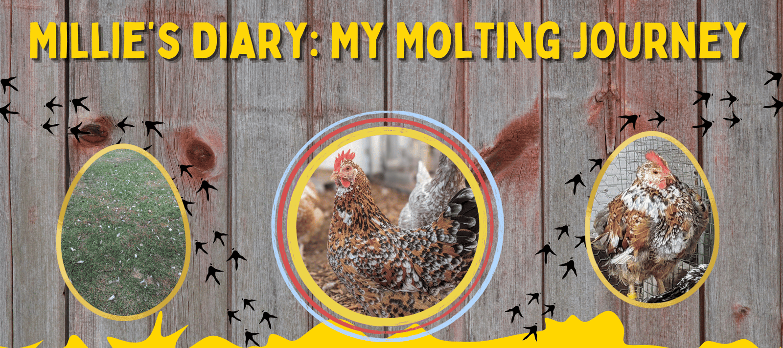 Millie’s Diary: My Molting Journey - Cluck It All Farms
