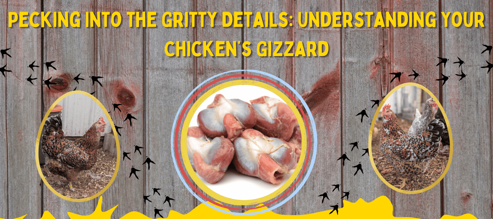 Pecking Into the Gritty Details: Understanding Your Chicken’s Gizzard - Cluck It All Farms