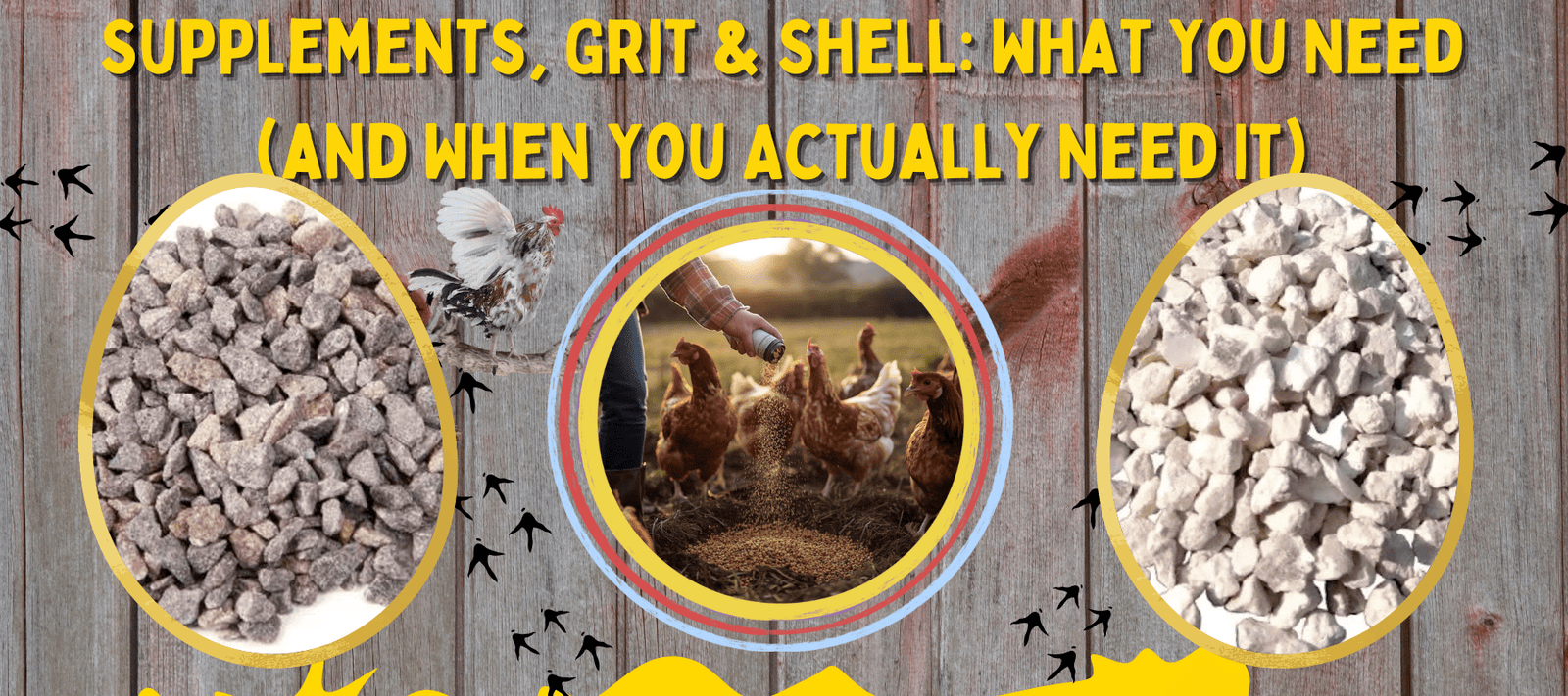 Supplements, Grit & Shell: What You Need (and When You Actually Need It) - Cluck It All Farms