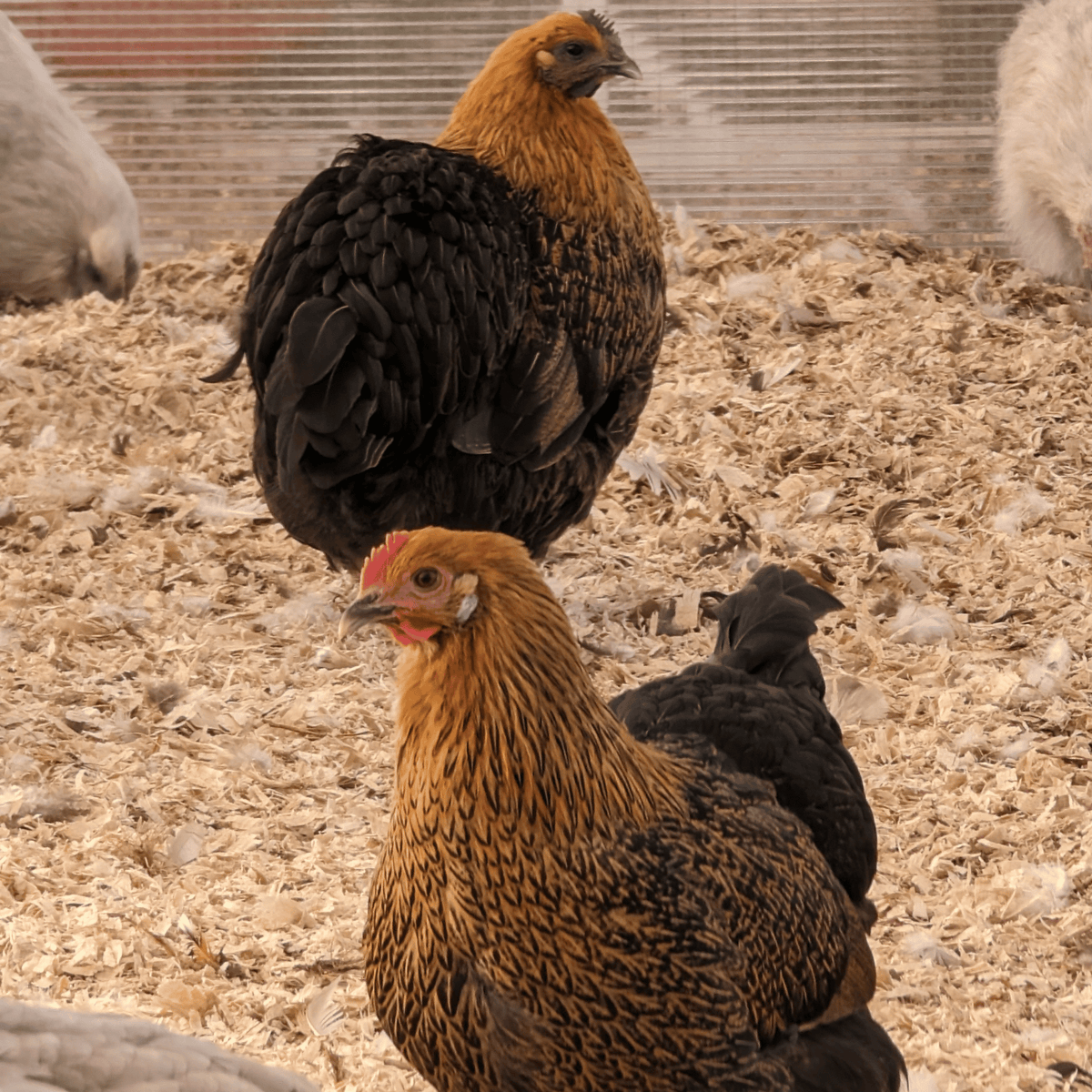 One Dozen Hedemora Chicken Hatching Eggs