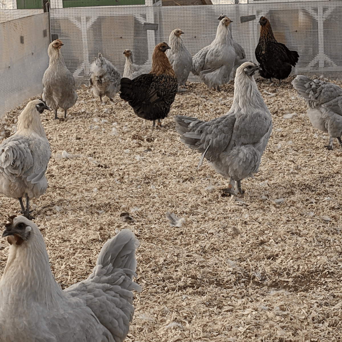 One Dozen Hedemora Chicken Hatching Eggs