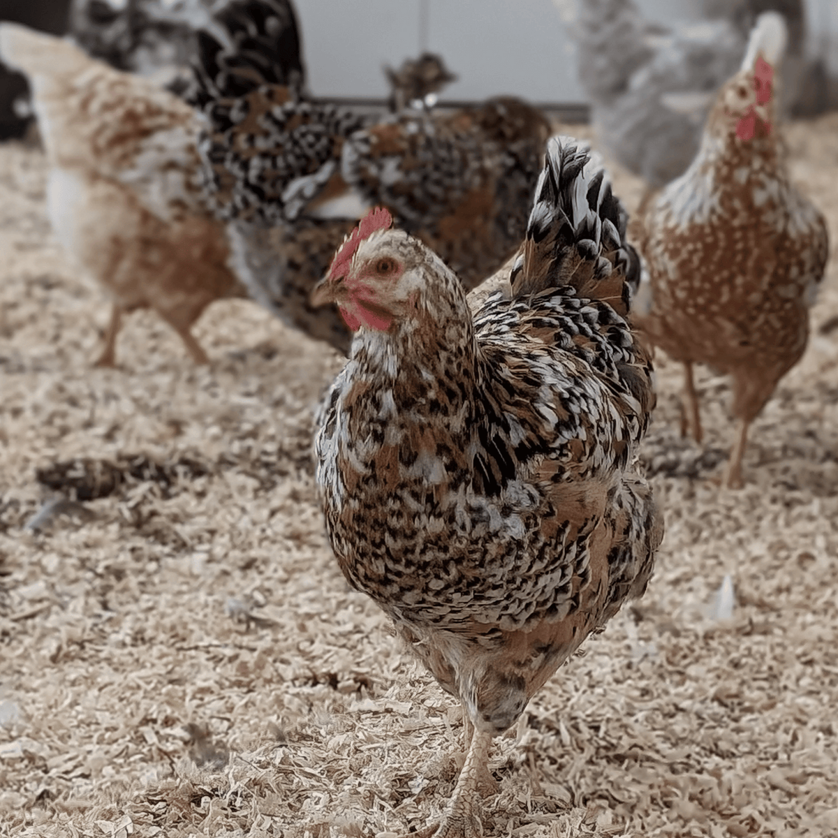 One Dozen Swedish Flower Hen Chicken Hatching Eggs