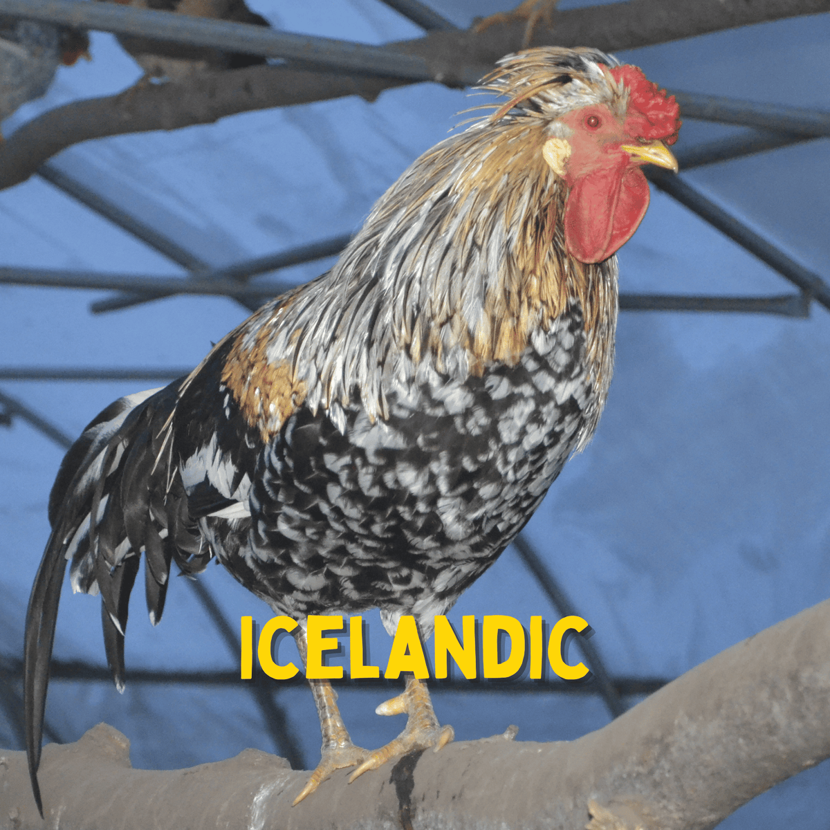 One Dozen Icelandic Chicken Hatching Eggs