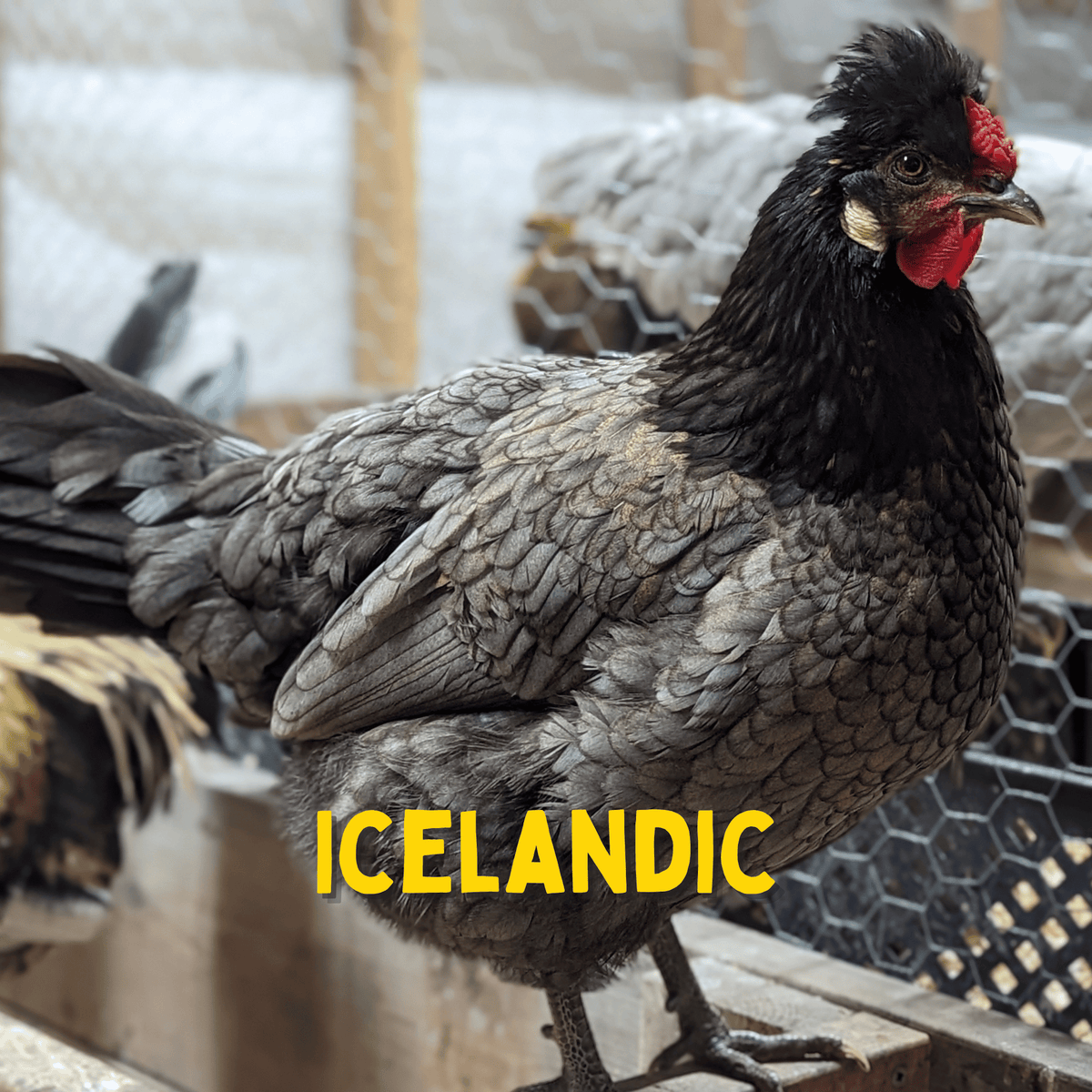 One Dozen Icelandic Chicken Hatching Eggs