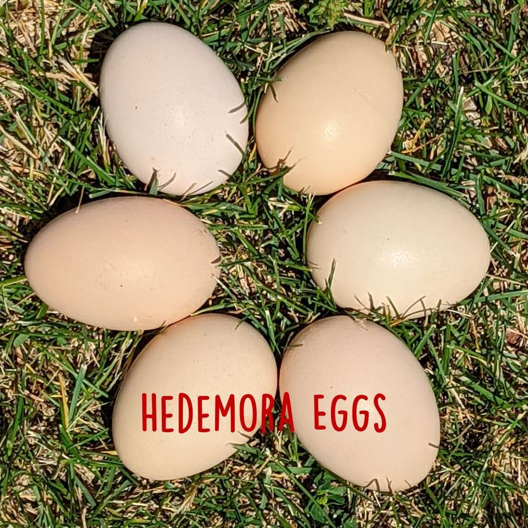 Hedemora Chicken Hatching Eggs - Cluck It All Farms