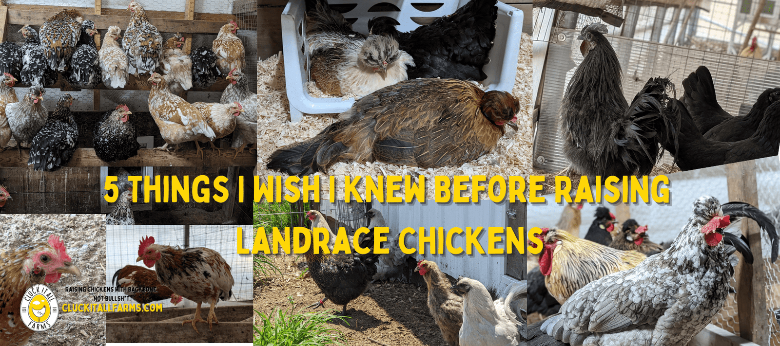 5 Things I Wish I Knew Before Raising Landrace Chickens - Cluck It All Farms