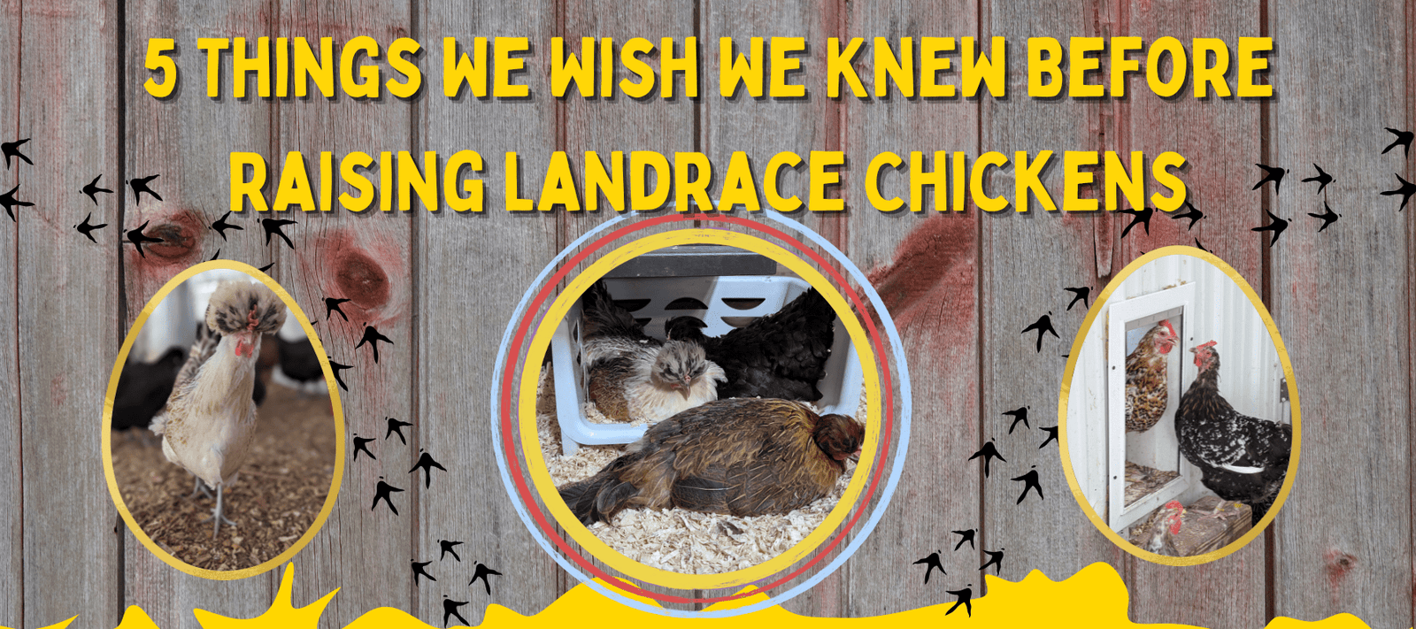 5 Things We Wish We Knew Before Raising Landrace Chickens - Cluck It All Farms