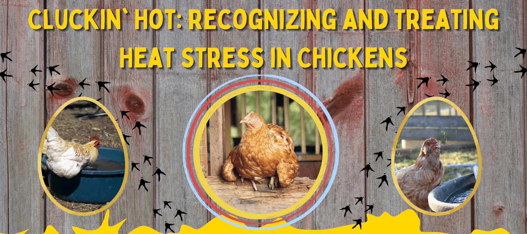 Cluckin' Hot: Recognizing and Treating Heat Stress in Chickens