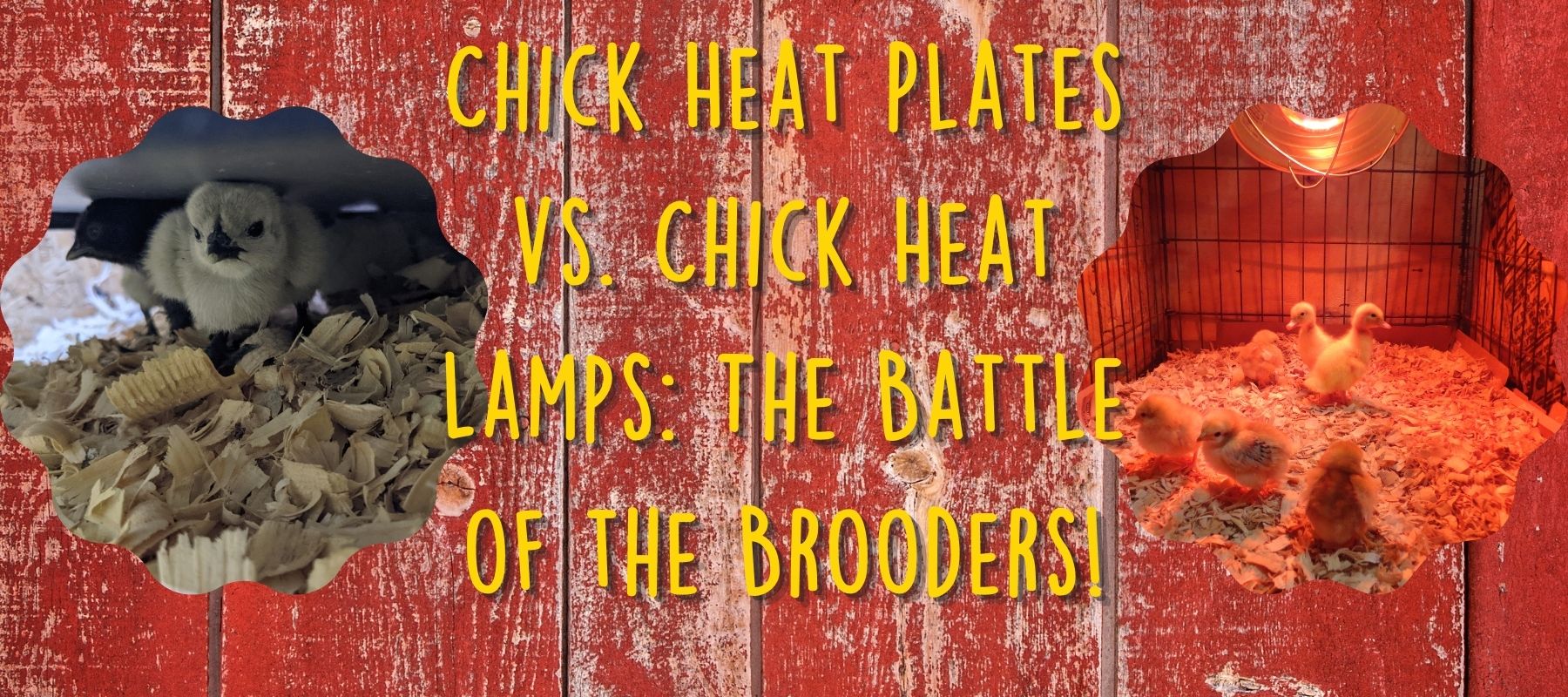 Chick Heat Plates vs. Chick Heat Lamps: The Battle of the Brooders!