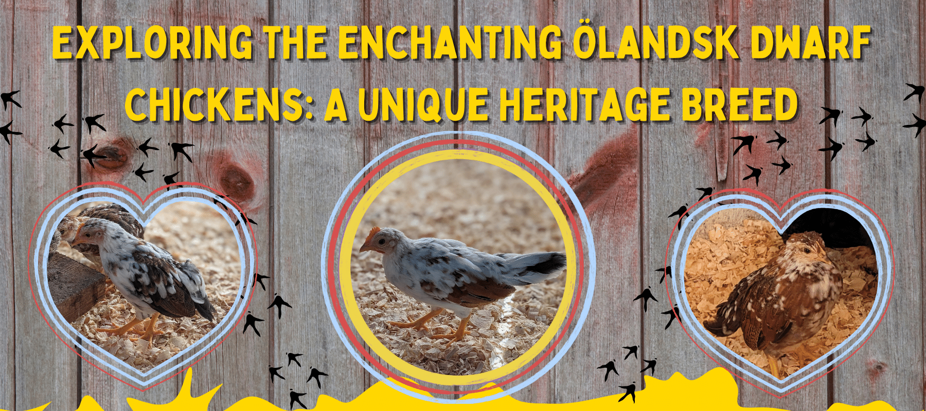 Exploring the Enchanting Ölandsk Dwarf Chickens: A Unique Heritage Breed