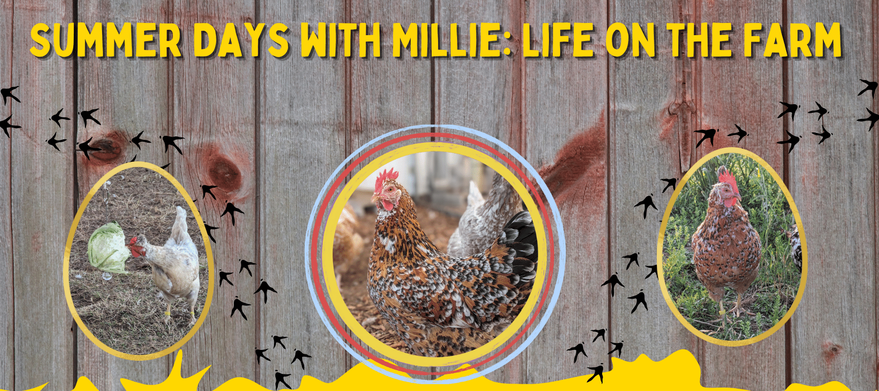 Summer Days with Millie: Life on the Farm