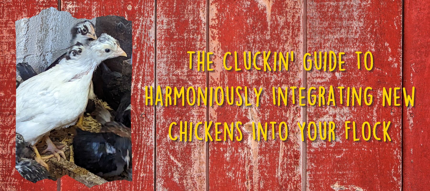 The Cluckin' Guide to Harmoniously Integrating New Chickens Into Your Flock