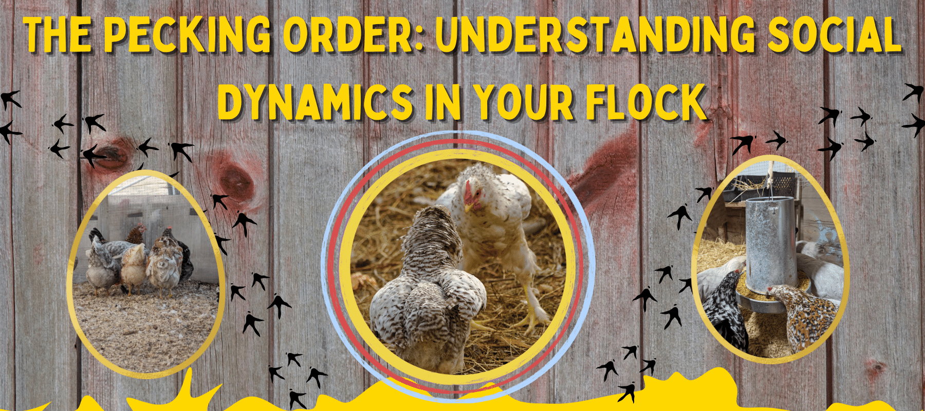 The Pecking Order: Understanding Social Dynamics in Your Flock