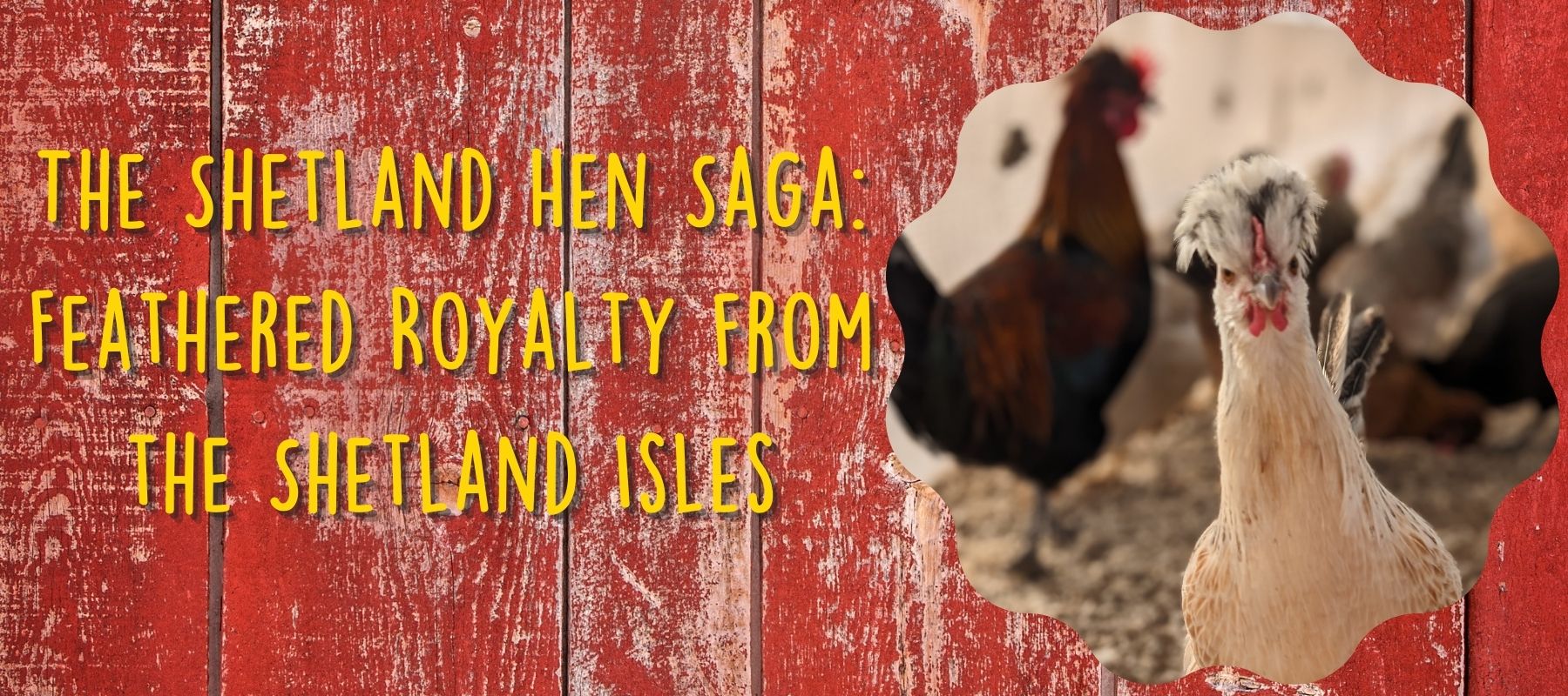 The Shetland Hen Saga: Feathered Royalty from the Shetland Isles - Cluck It All Farms
