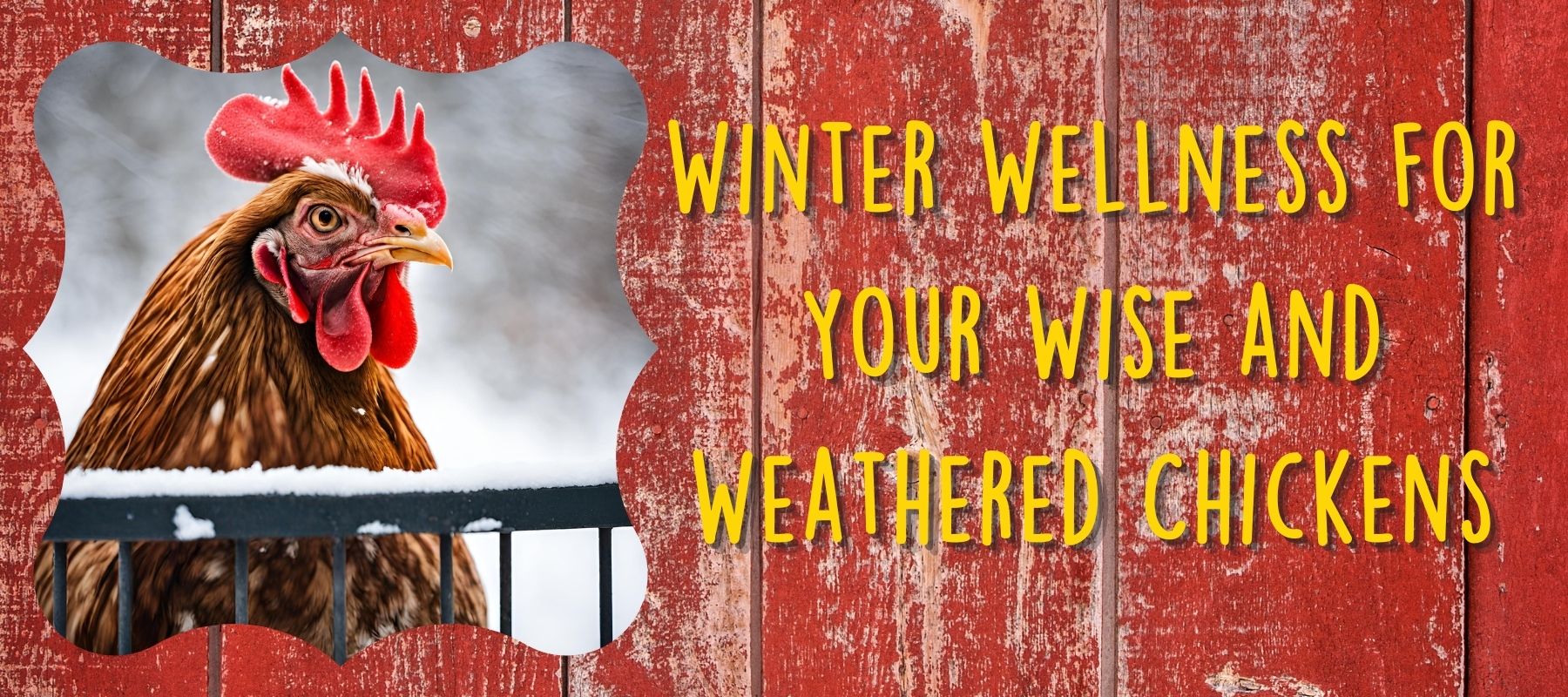 Winter Wellness for Your Wise and Weathered Chickens