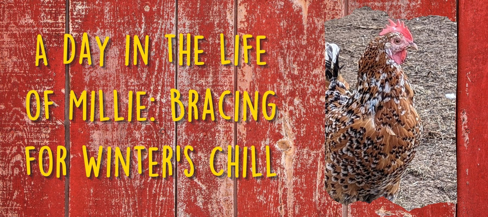 A Day in the Life of Millie: Bracing for Winter's Chill - Cluck It All Farms