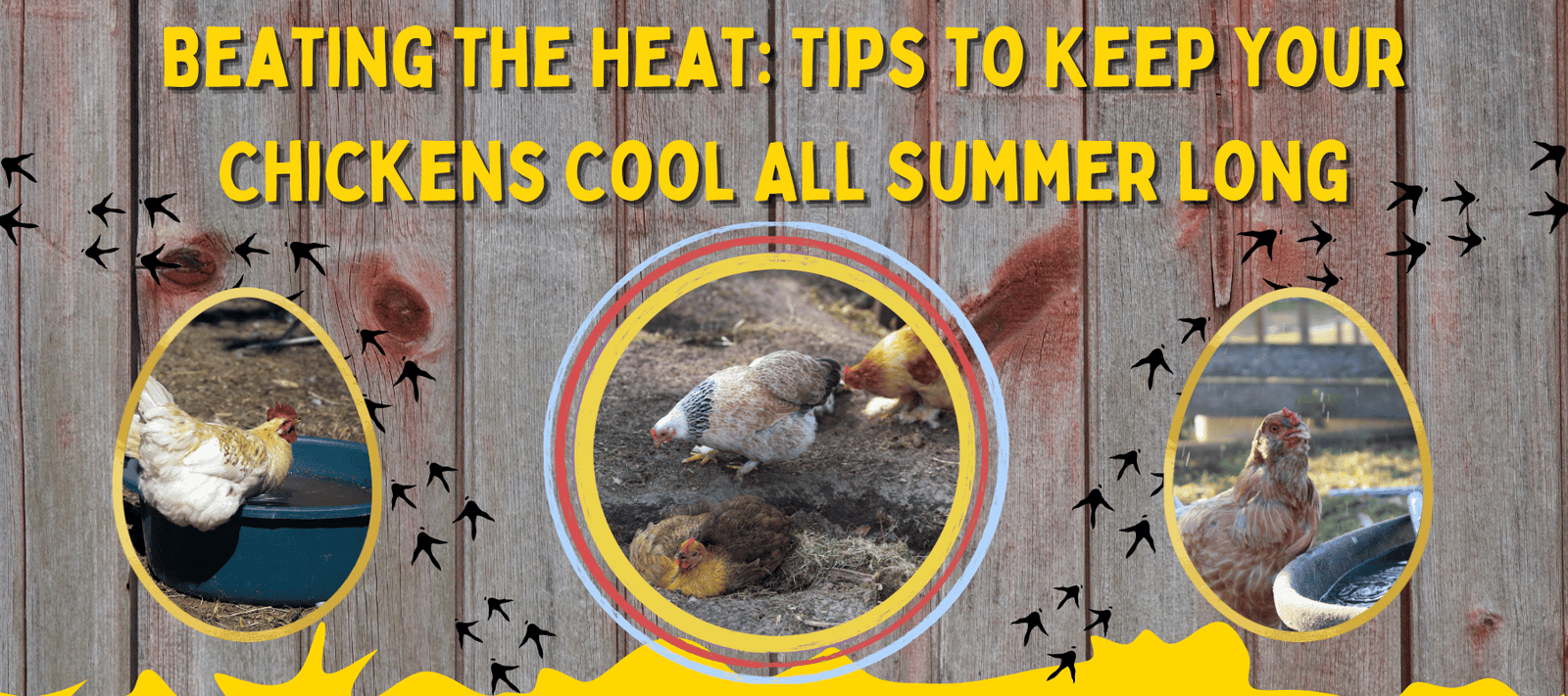 Beating the Heat: Tips to Keep Your Chickens Cool All Summer Long - Cluck It All Farms