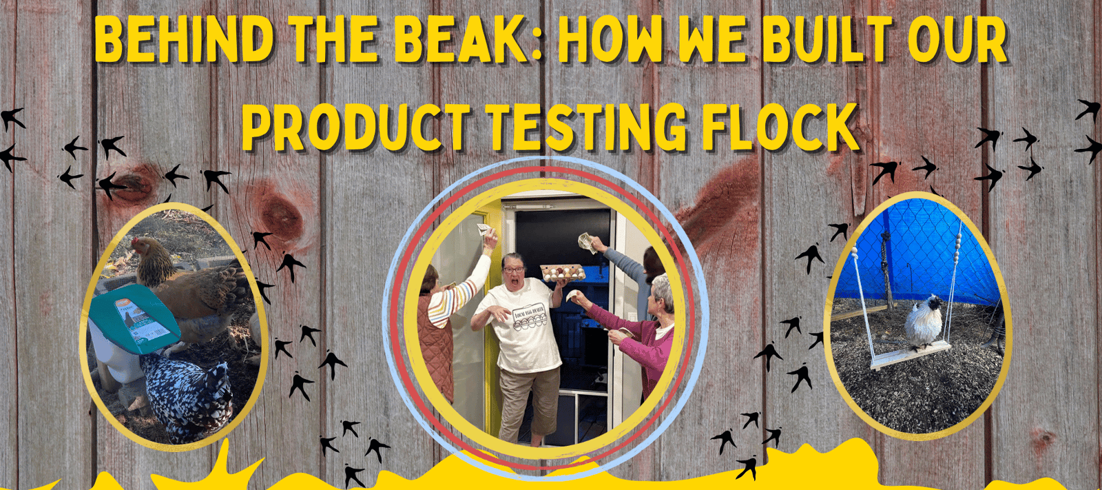 Behind the Beak: How We Built Our Product Testing Flock - Cluck It All Farms