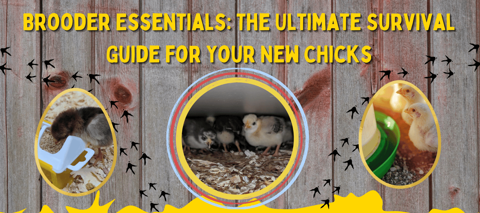 Brooder Essentials: The Ultimate Survival Guide for Your New Chicks - Cluck It All Farms