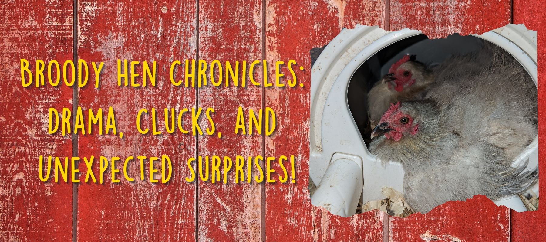 Broody Hen Chronicles: Drama, Clucks, and Unexpected Surprises! - Cluck It All Farms