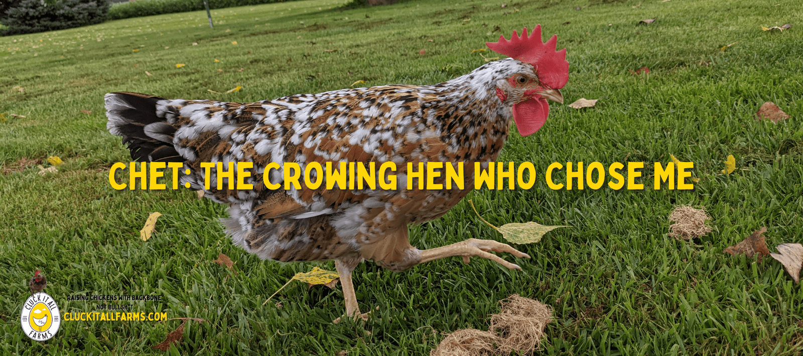 Chet: The Crowing Hen Who Chose Me - Cluck It All Farms