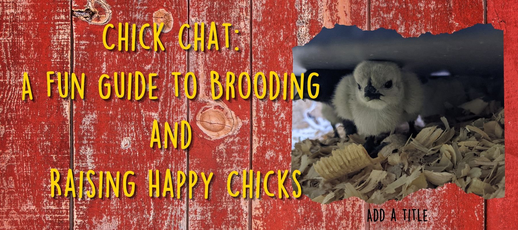 Chick Chat: A Fun Guide to Brooding and Raising Happy Chicks - Cluck It All Farms