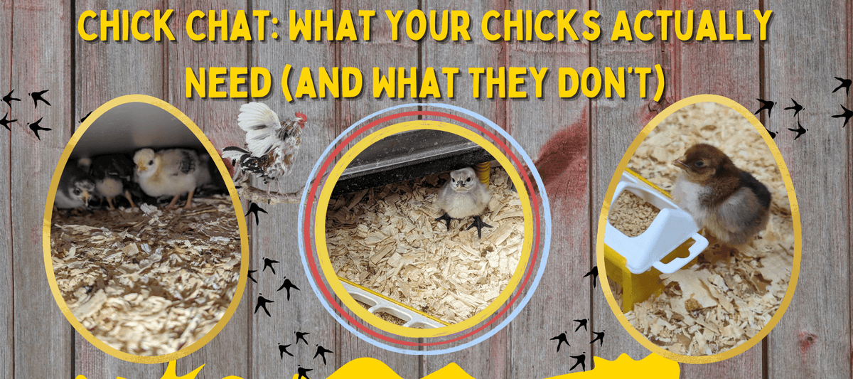 Chick Chat: What Your Chicks Actually Need (and What They Don’t) - Cluck It All Farms