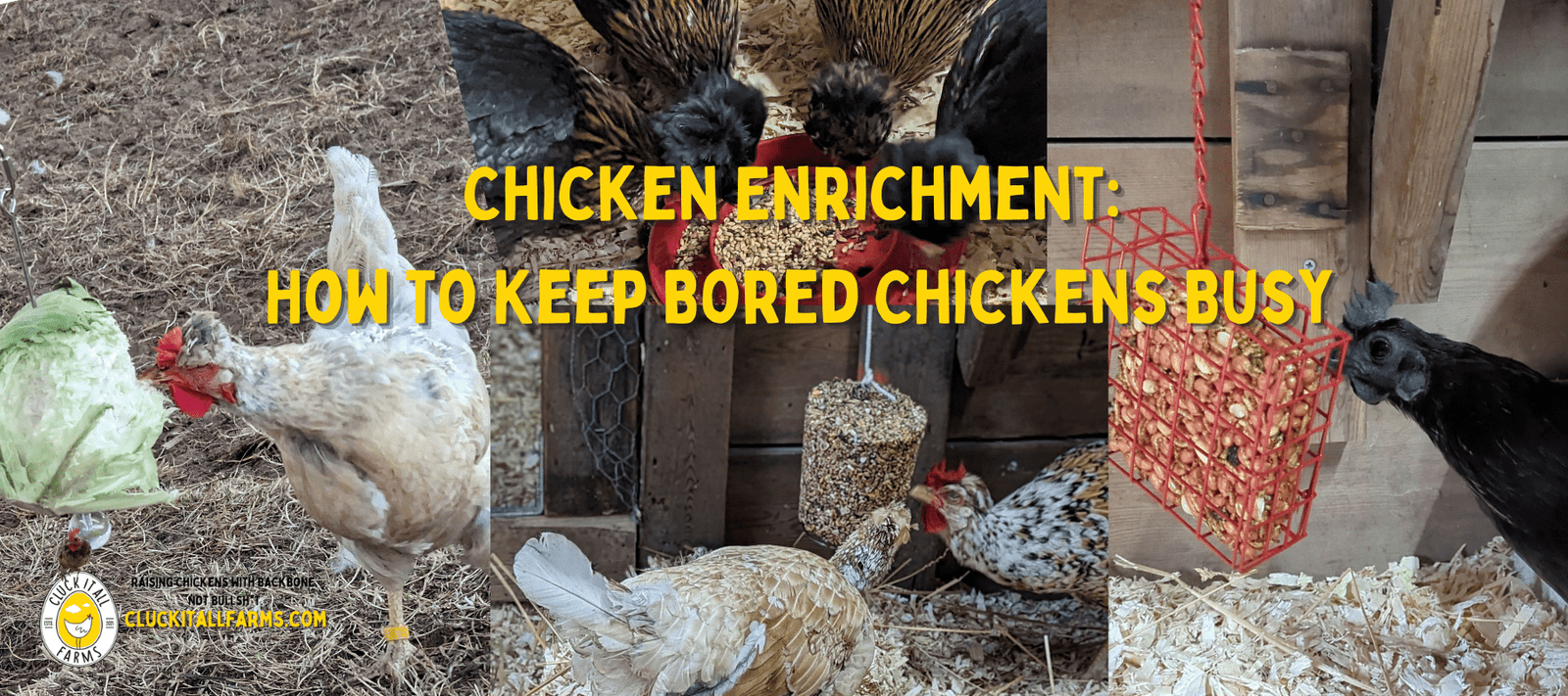 Chicken Enrichment: How to Keep Bored Chickens Busy - Cluck It All Farms