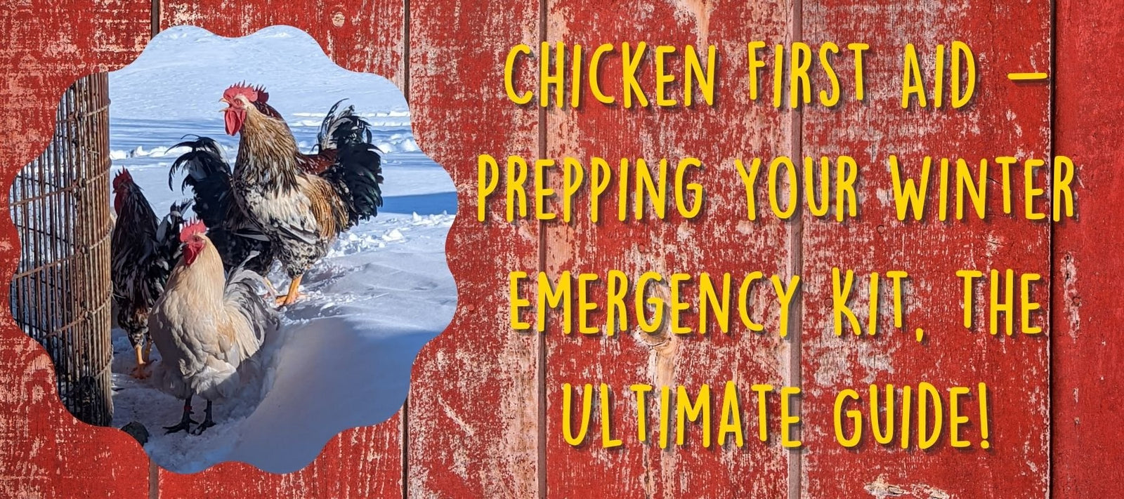 Chicken First Aid - Prepping Your Winter Emergency Kit, The Ultimate Guide! - Cluck It All Farms