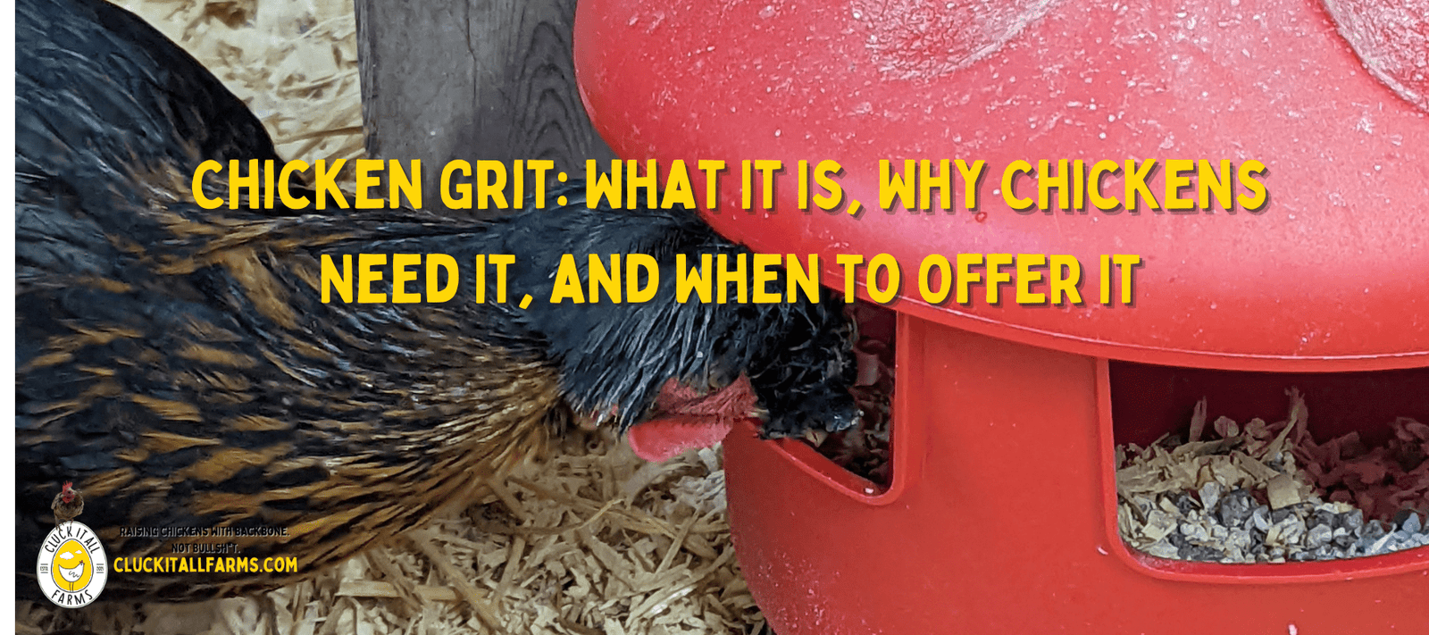 Chicken Grit: What It Is, Why Chickens Need It, and When to Offer It - Cluck It All Farms