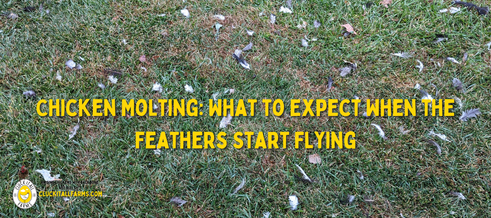 Chicken Molting: What to Expect When the Feathers Start Flying - Cluck It All Farms