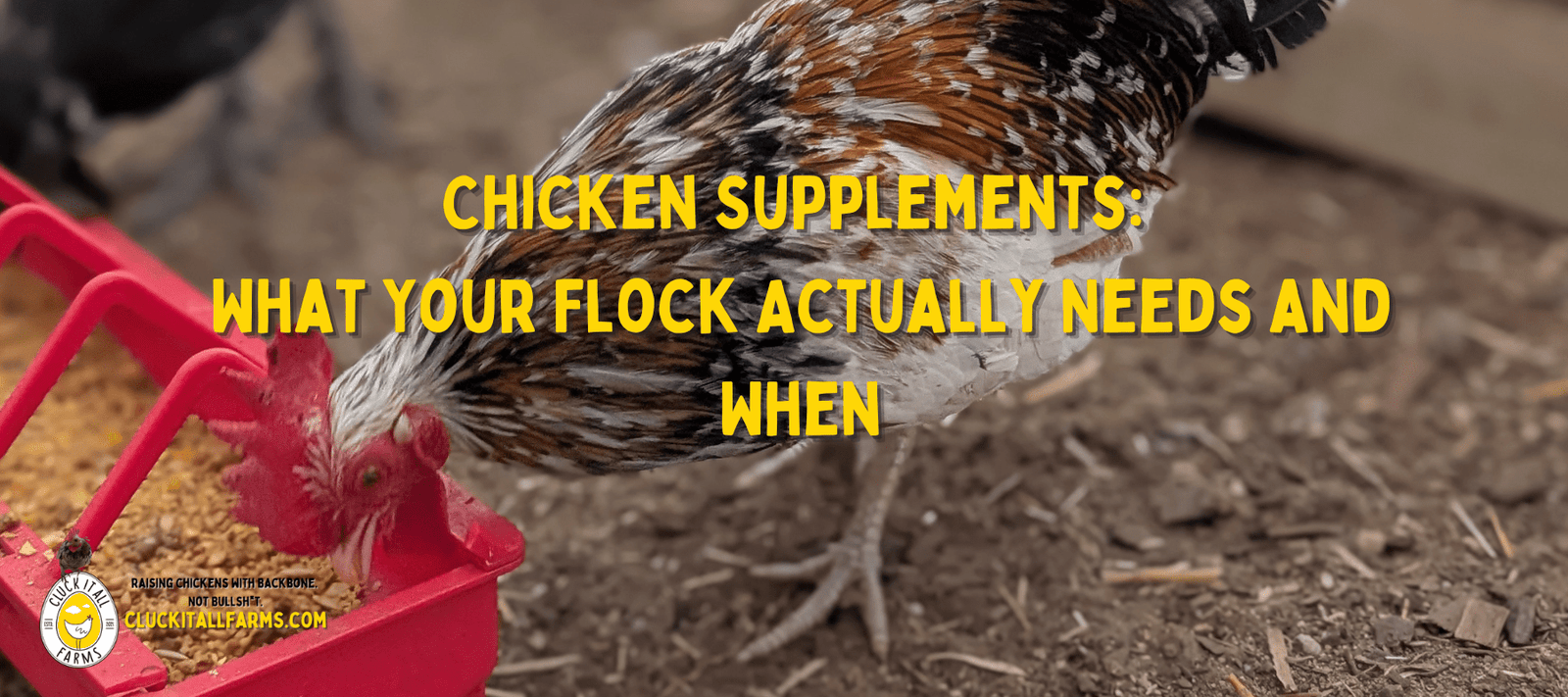 Chicken Supplements: What Your Flock Actually Needs and When - Cluck It All Farms