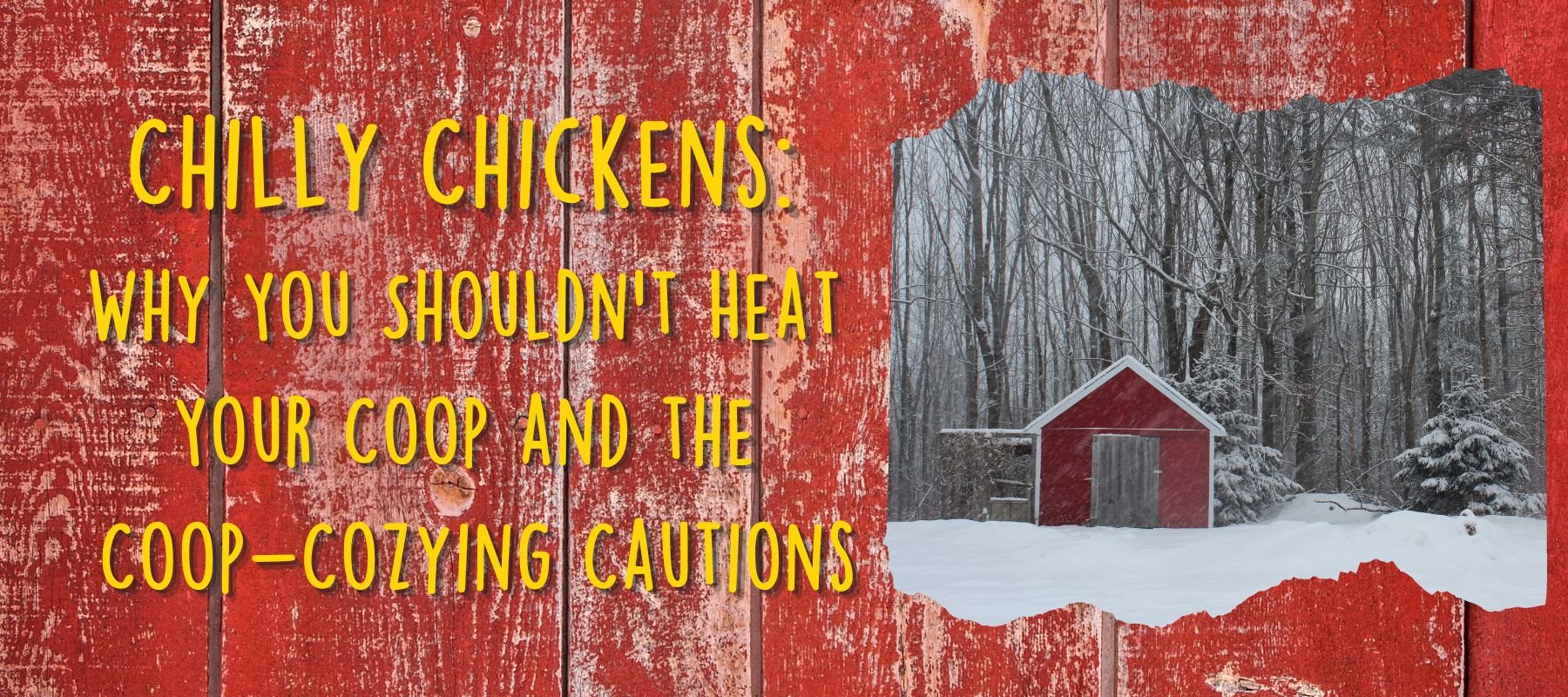 Chilly Chickens: Why You Shouldn't Heat Your Coop and the Coop-Cozying Cautions - Cluck It All Farms