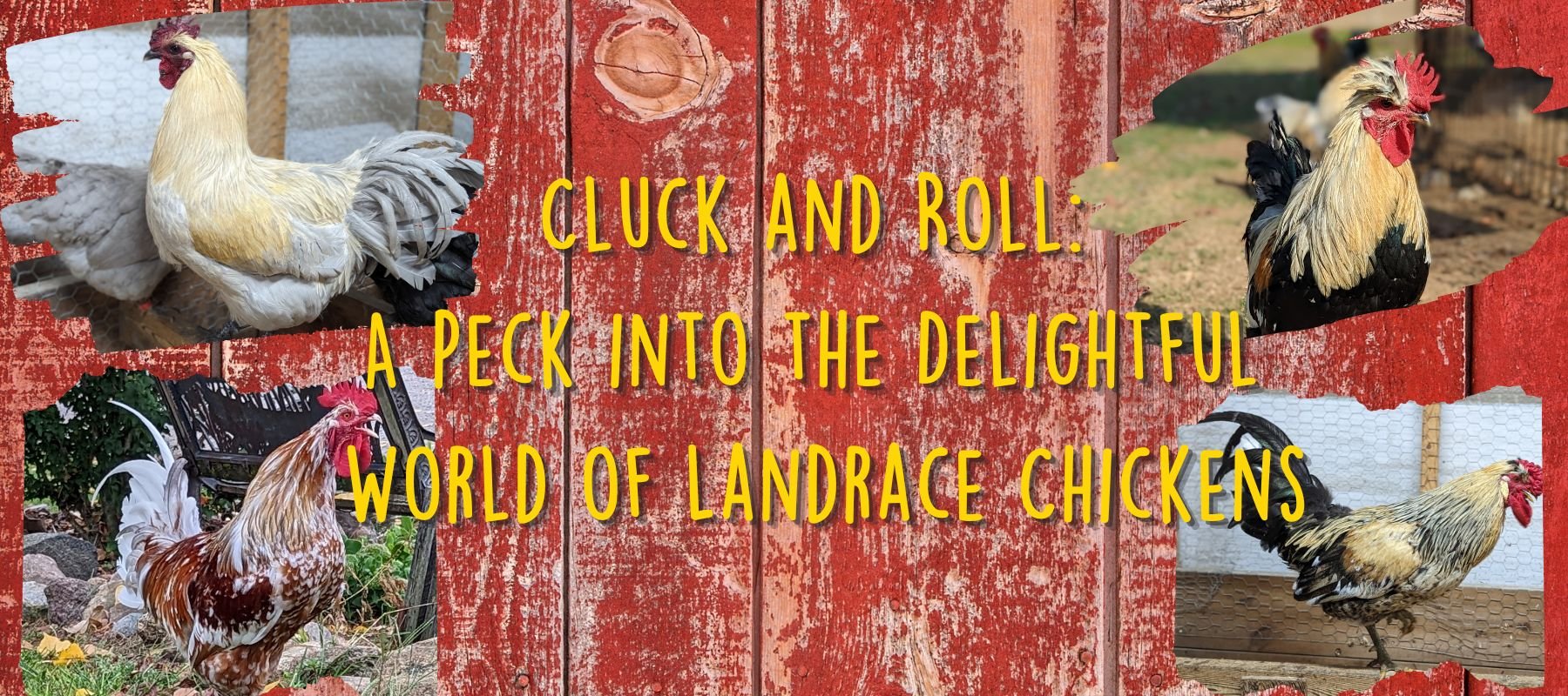 Cluck and Roll: A Peck into the Delightful World of Landrace Chickens - Cluck It All Farms