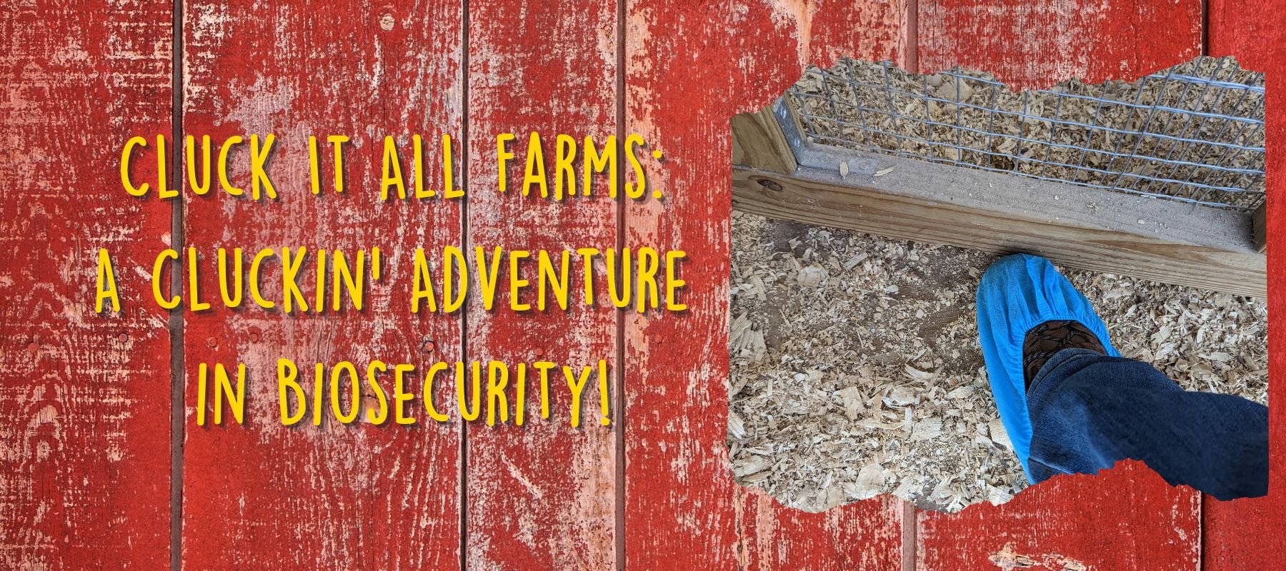 Cluck It All Farms: A Cluckin' Adventure in Biosecurity! - Cluck It All Farms