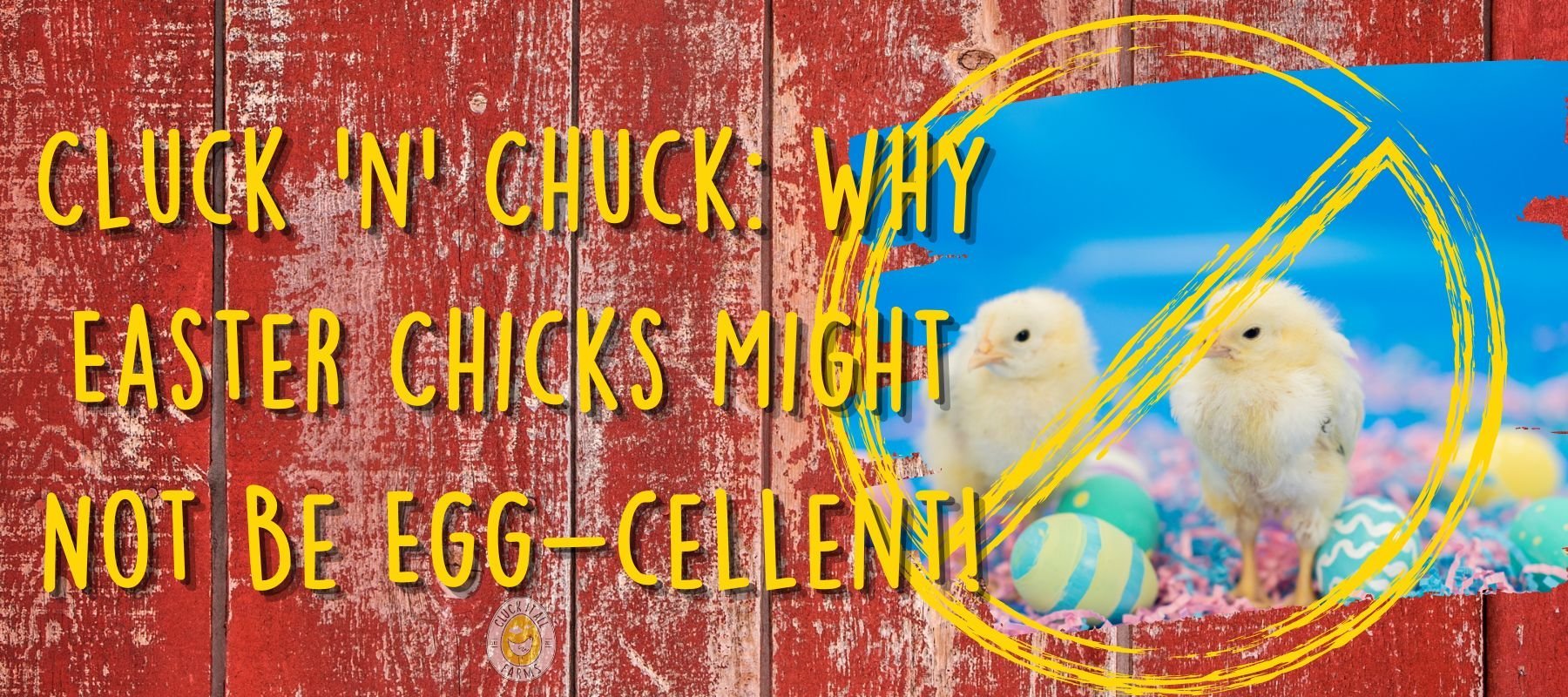Cluck 'n' Chuck: Why Easter Chicks Might Not Be Egg-cellent! - Cluck It All Farms