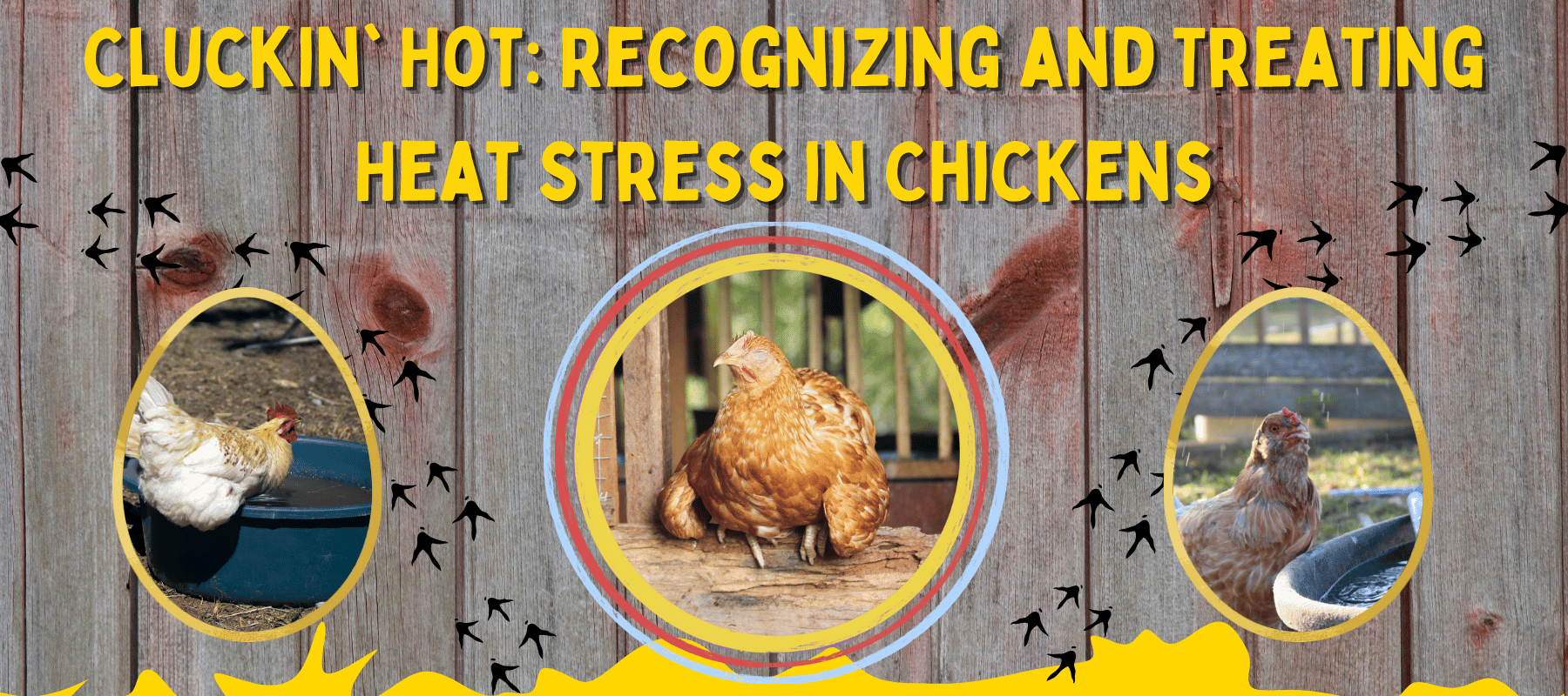 Cluckin' Hot: Recognizing and Treating Heat Stress in Chickens - Cluck It All Farms