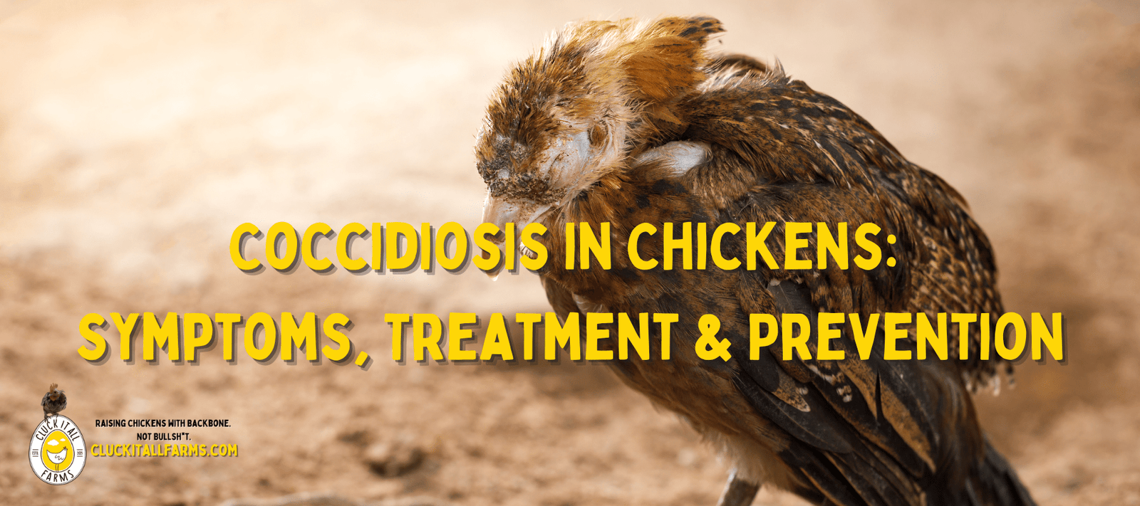 Coccidiosis in Chickens: Symptoms, Treatment & Prevention - Cluck It All Farms