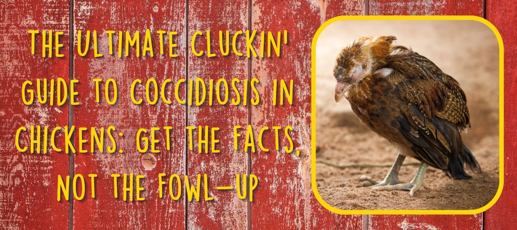 The Ultimate Cluckin' Guide to Coccidiosis in Chickens: Get the Facts, Not the Fowl-up