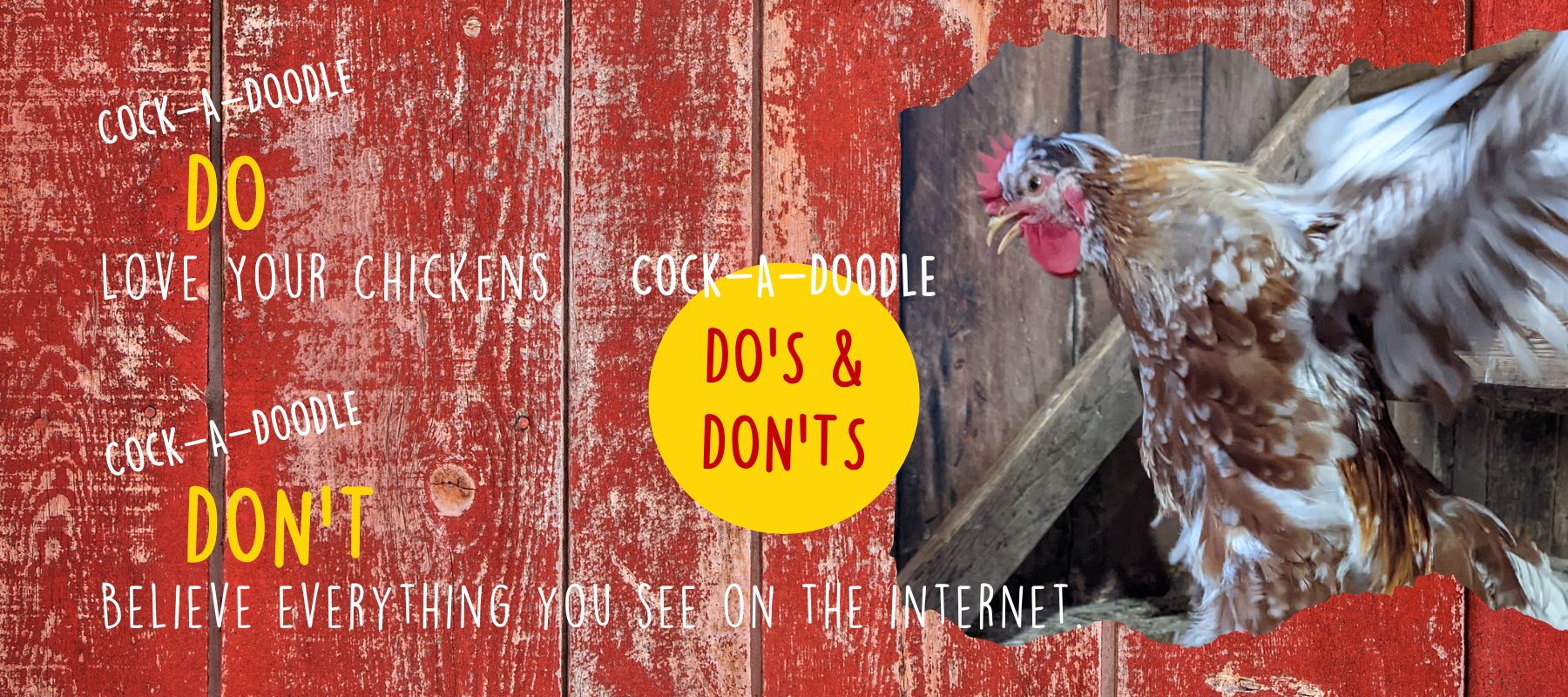 Cock-A-Doodle Do's and Don'ts of Chicken Keeping - Cluck It All Farms