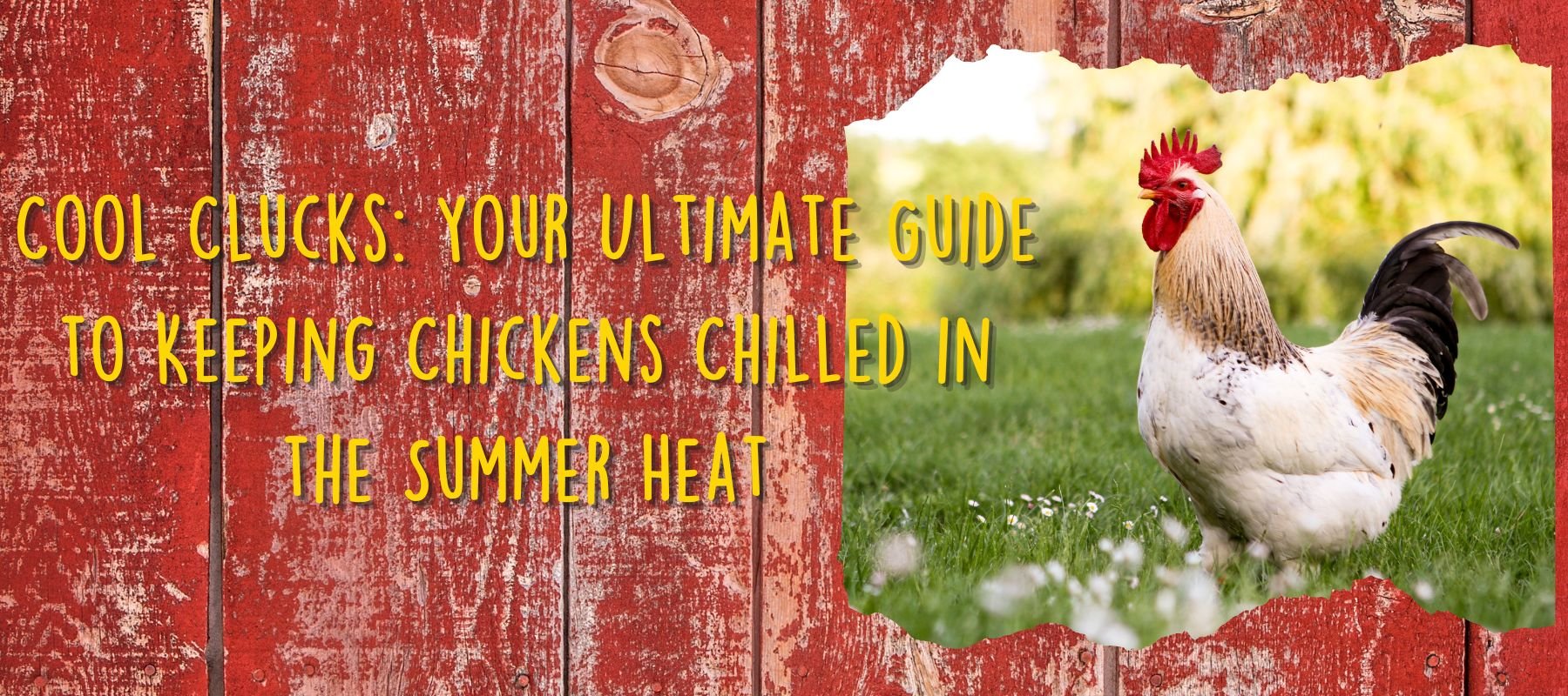 Cool Clucks: Your Ultimate Guide to Keeping Chickens Chilled in the Summer Heat - Cluck It All Farms