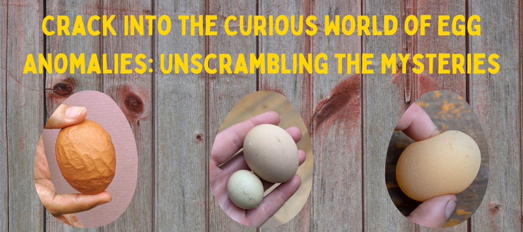 Crack Into the Curious World of Egg Anomalies: Unscrambling the Mysteries - Cluck It All Farms