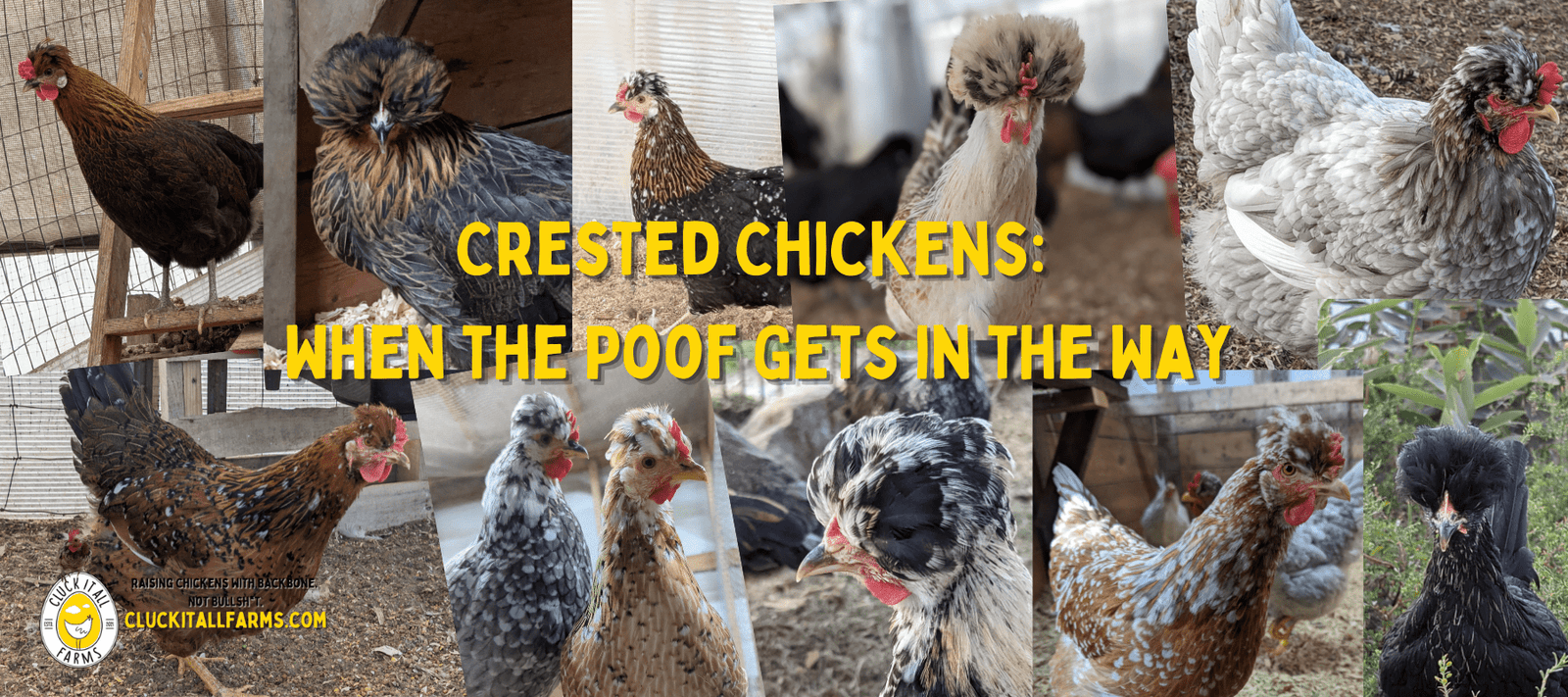 Crested Chickens: When the Poof Gets in the Way - Cluck It All Farms