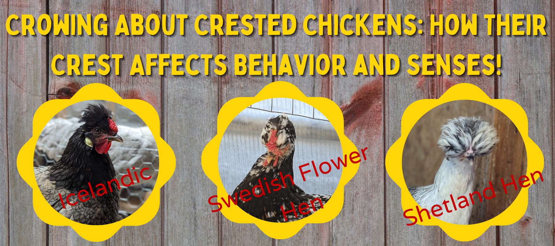 Crowing About Crested Chickens: How Their Crest Affects Behavior and Senses!
